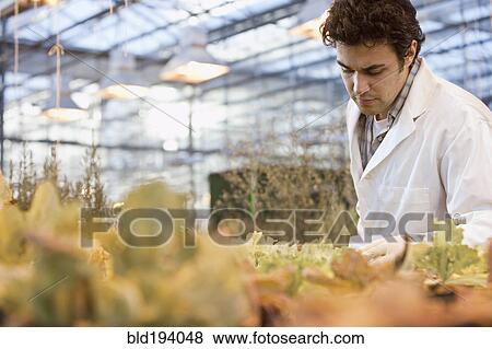Stock Photo - Middle Eastern scientist working in greenhouse. Fotosearch
