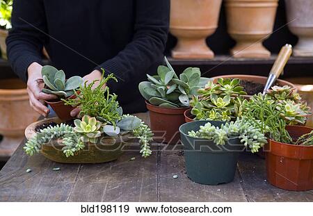 Person putting plants into pot View Large Photo Image Stock Photo - Person putting plants into pot. Fotosearch