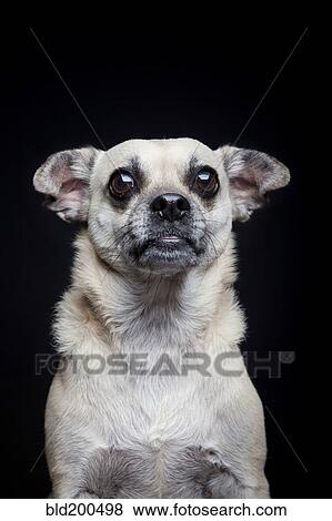 Portrait of dog posing View Large Photo Image Stock Photo - Portrait of dog posing. Fotosearch