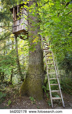 Stock Photo - Remote tree house in forest. Fotosearch