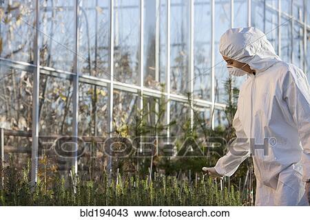 Stock Image - Scientist in clean suit working in greenhouse. Fotosearch