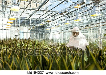 Scientist in clean suit working in greenhouse View Large Photo Image Stock Photo - Scientist in clean suit working in greenhouse. Fotosearch