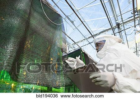Scientist in clean suit working in greenhouse View Large Photo Image Stock Photograph - Scientist in clean suit working in greenhouse. Fotosearch