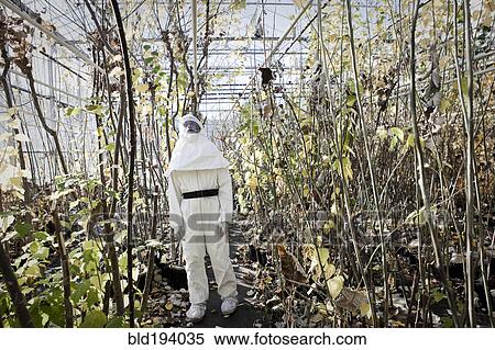 Scientist in clean suit working in greenhouse View Large Photo Image Stock Photography - Scientist in clean suit working in greenhouse. Fotosearch