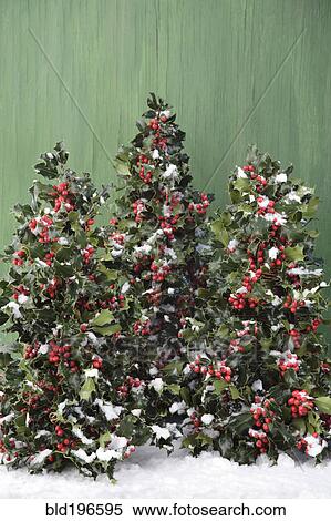 Stock Photography - Snow on holly bushes. Fotosearch