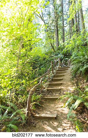 Stock Photo - Staircase in forest. Fotosearch