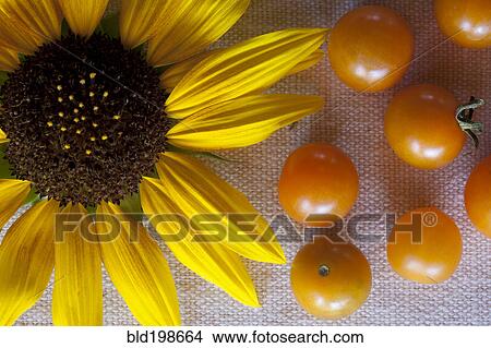 Picture - Tomatoes and blooming flower. Fotosearch