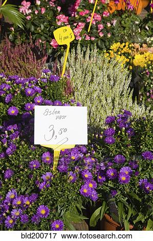 Stock Photo - Variety of flowers for sale in market. Fotosearch