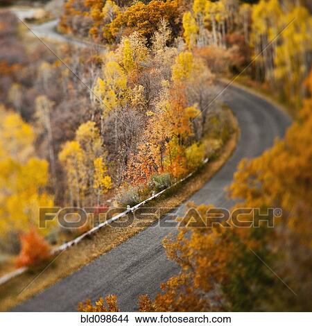 Picture - Autumn leaves along remote road. Fotosearch