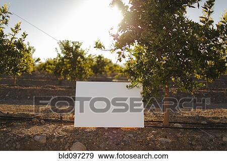 Stock Photo - Blank placard in orchard. Fotosearch