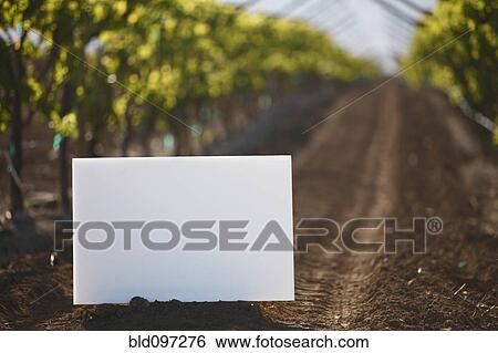 Stock Photograph - Blank placard in vineyard row. Fotosearch