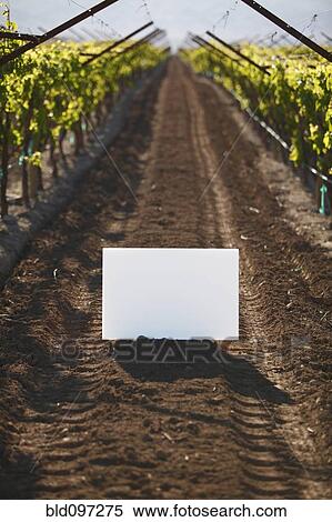 Stock Photography - Blank placard in vineyard row. Fotosearch