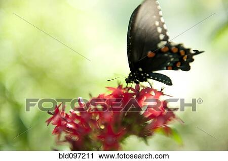Stock Image - Butterfly perching on blooming flower. Fotosearch