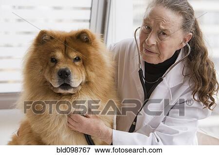 Stock Photo - Chilean veterinarian giving dog a checkup. Fotosearch