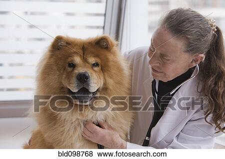 Stock Photo - Chilean veterinarian giving dog a checkup. Fotosearch