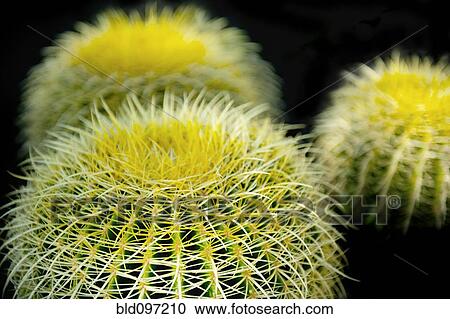 Stock Image - Close up of cactus spines. Fotosearch