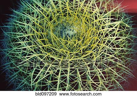 Stock Photo - Close up of cactus spines. Fotosearch
