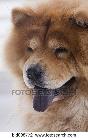 Close up of chow dog View Large Photo Image Stock Image - Close up of chow dog. Fotosearch