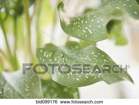 Stock Photograph - Close up of green plant leaves. Fotosearch