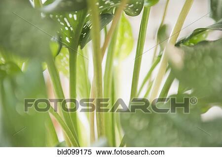 Stock Photography - Close up of green plant. Fotosearch