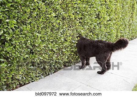 Stock Image - Dog peering into hedge. Fotosearch