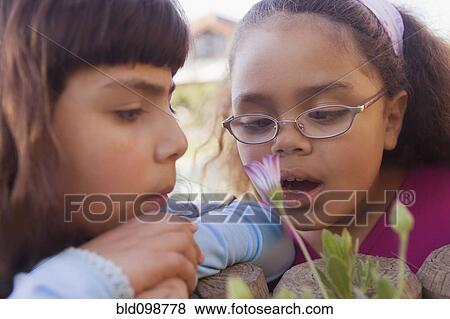 Stock Photo - Hispanic girls looking at flower. Fotosearch