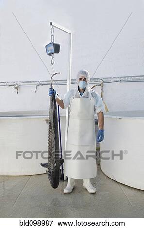 Stock Photo - Hispanic man holding sturgeon in factory. Fotosearch