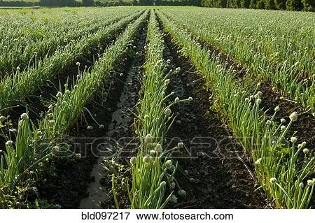 Onions growing in field View Large Photo Image Stock Photo - Onions growing in field. Fotosearch
