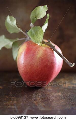 Red apple and twig View Large Photo Image Stock Photo - Red apple and twig. Fotosearch