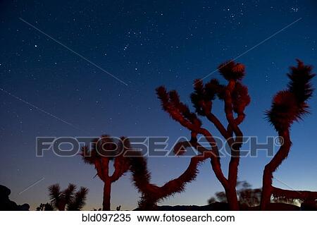 Stock Photography - Stars in sky over unusual trees. Fotosearch