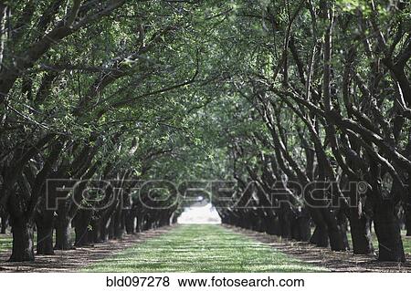 Trees arching over rural path View Large Photo Image Stock Photo - Trees arching over rural path. Fotosearch
