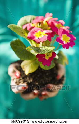 Woman holding blooming flowers View Large Photo Image Stock Image - Woman holding blooming flowers. Fotosearch