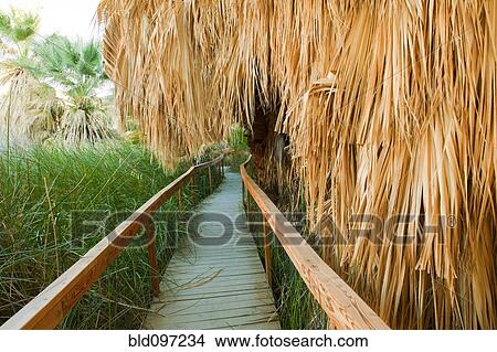 Picture - Wooden walkway through tropical area. Fotosearch
