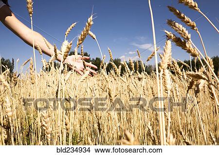 Arm of Caucasian woman behind tall wheat grass View Large Photo Image Picture - Arm of Caucasian woman behind tall wheat grass. Fotosearch