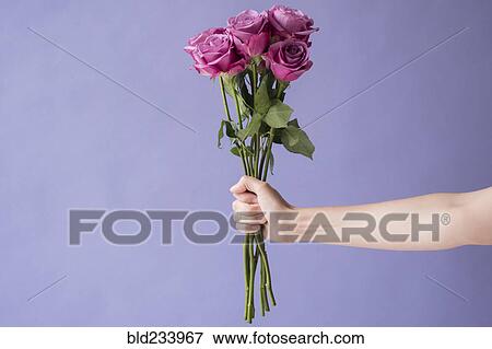Arm of Caucasian woman holding bouquet of roses View Large Photo Image Stock Photo - Arm of Caucasian woman holding bouquet of roses. Fotosearch