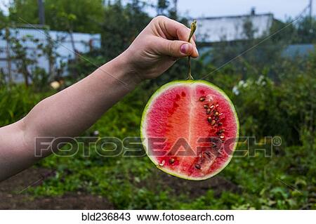 Arm of person holding watermelon slice View Large Photo Image Stock Image - Arm of person holding watermelon slice. Fotosearch