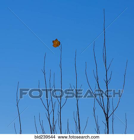 Picture - Autumn leaf on branch against blue sky. Fotosearch