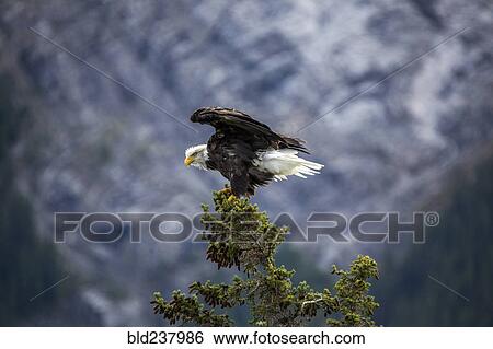 Stock Photograph - Bald eagle spreading wings on tree branch. Fotosearch