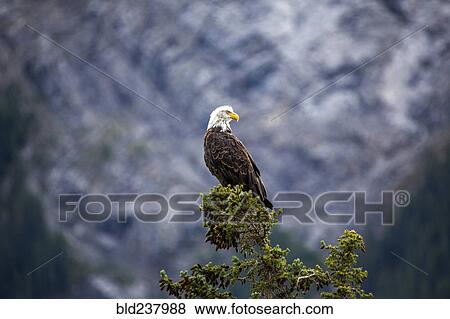 Bald eagle standing on tree branch View Large Photo Image Stock Photo - Bald eagle standing on tree branch. Fotosearch