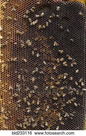 Bees on beehive honeycomb View Large Photo Image Stock Photograph - Bees on beehive honeycomb. Fotosearch