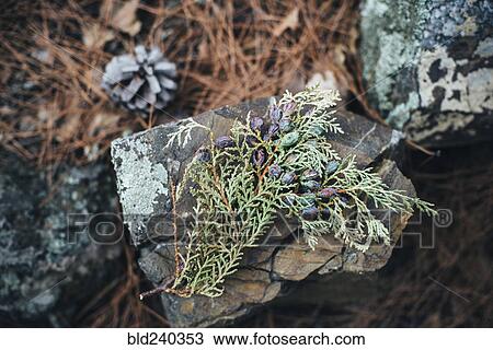 Berries on branch View Large Photo Image Stock Image - Berries on branch. Fotosearch