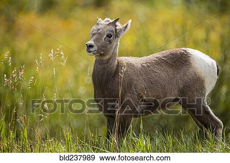 Stock Photo - Bighorn sheep standing in grass field. Fotosearch