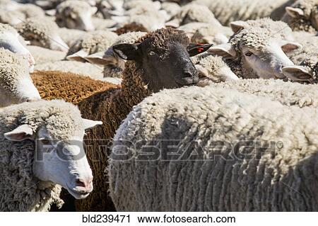 Black sheep in herd of white sheep View Large Photo Image Stock Image - Black sheep in herd of white sheep. Fotosearch