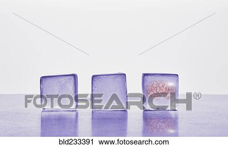 Brain frozen in ice cube View Large Photo Image Stock Image - Brain frozen in ice cube. Fotosearch