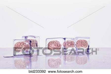 Brains frozen in ice cubes View Large Photo Image Stock Image - Brains frozen in ice cubes. Fotosearch