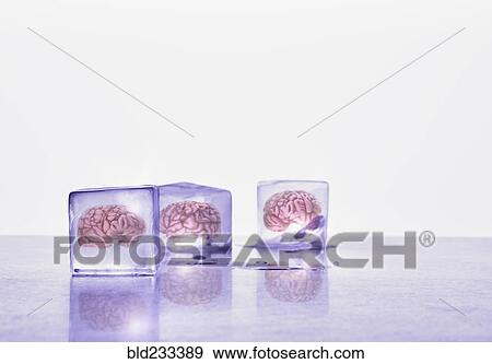 Brains frozen in ice cubes View Large Photo Image Stock Photo - Brains frozen in ice cubes. Fotosearch