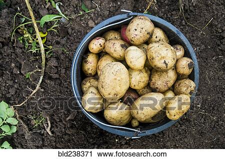 Bucket of potatoes in dirt View Large Photo Image Stock Image - Bucket of potatoes in dirt. Fotosearch