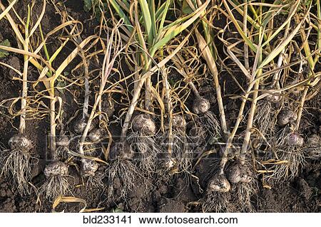 Stock Image - Bulbs laying in soil. Fotosearch