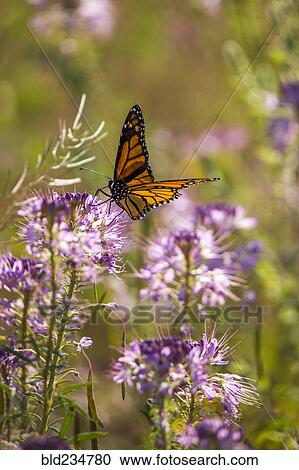 Butterfly on purple flower View Large Photo Image Stock Image - Butterfly on purple flower. Fotosearch