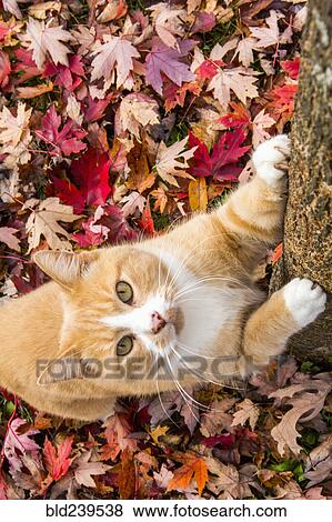 Cat clawing tree in autumn leaves View Large Photo Image Stock Photo - Cat clawing tree in autumn leaves. Fotosearch